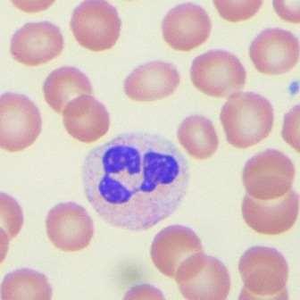 They are termed neutrophils, because their granules are not very amenable to