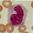 Monocytes are large cells.
