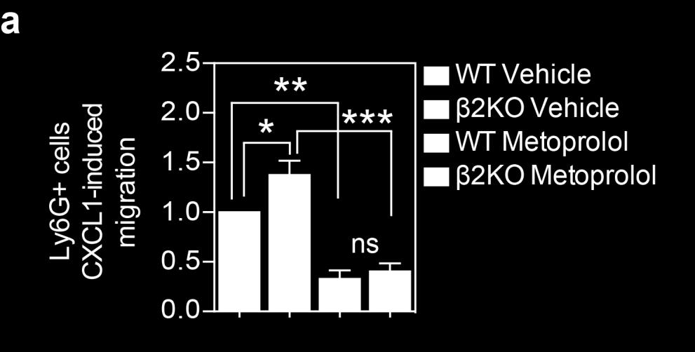 primary neutrophils (Ly6G+) from ADRB2-knockout (β2ko) mice.