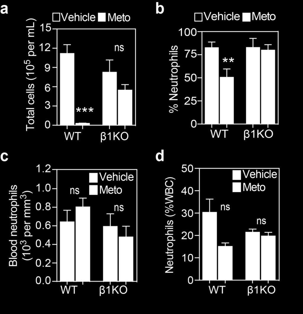 injection in WT mice (n= 7-9) or ADRB1-knockout (β1ko) mice (n=5) randomized to receive either IV metoprolol or vehicle.