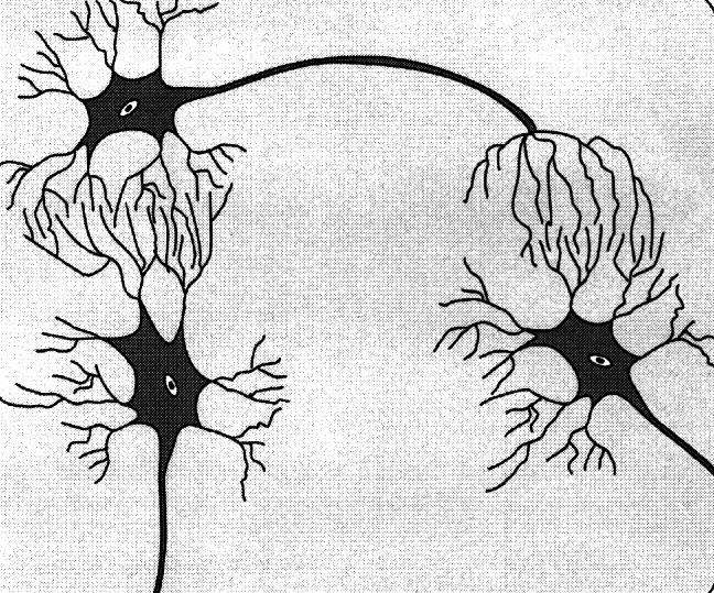 Appreciation and Aesthetic Sense, Values 1. What does this picture denote? Cerebral hemisphere Corpus callosum Brain cavity Mid brain Cerebellum Spinal cord A: It is a synapse.