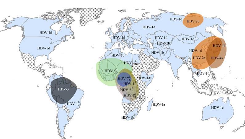 HDV Infection Estimates 15-20 million persons with HDV Can increase disease progression and risk of HCC Regional differences in HDV prevalence West Scotland - <3% most were PWID Brazil 3% W.