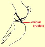 and the posterior (or, more correctly in animals, the caudal) cruciate. They are named for the side of the knee (front or back) where their lower attachment is found.