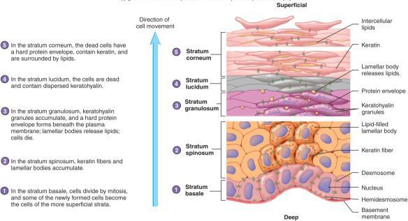 Cells contain thick bundles of intermediate filaments made of pre-keratin. Melanosomes found here. Most abundant cells in epidermis.