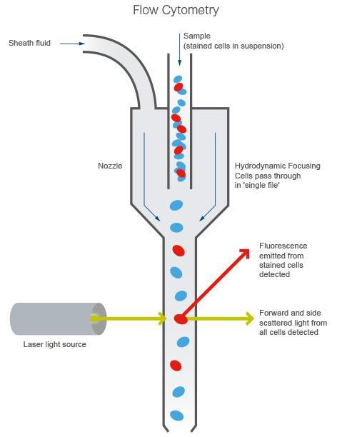 1 Flow Cytometry Flow cytometry is a popular laser-based technology to analyze the characteristics of cells or particles.