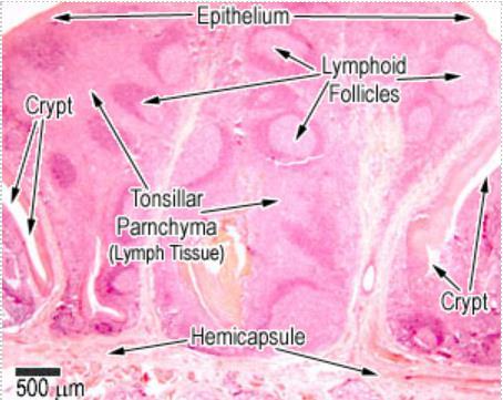 13 Histology of Tonsils Tonsils are large non-encapsulated (or partially encapsulated) masses of lymphoid tissue, that lie in the walls of the pharynx and nasopharynx and at the base of the tongue.