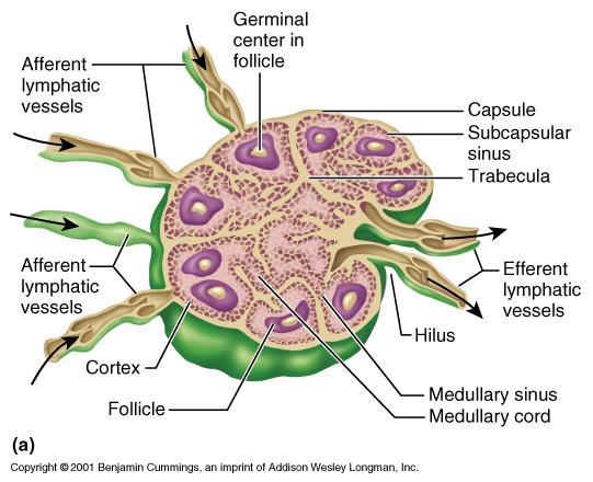 6 Histology of lymph nodes The nodes are covered by a capsule of dense connective tissue, and have capsular extensions, of connective tissue, called the trabeculae, which provide support for blood