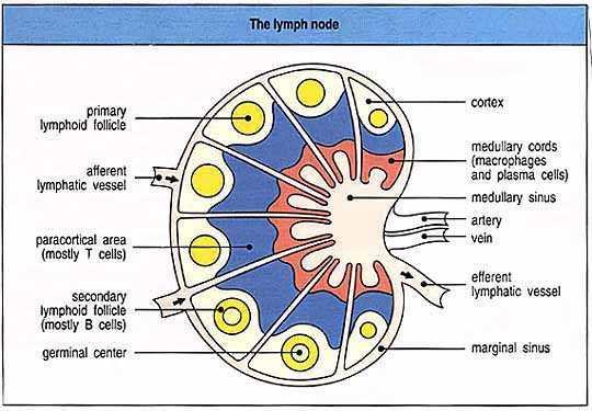 7 The outer cortex has lymphatic nodules that mostly contain B-cells. Small lymphocytes sit in the spaces between the reticular fiber meshwork in the cortex.