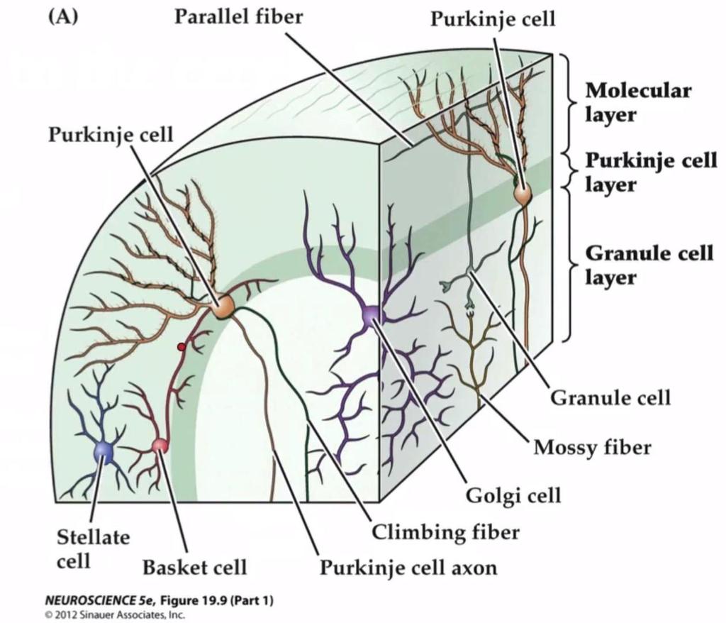 Histology and Connectivity of Cerebellar Cortex Simple three layer arrangement: 1. Molecular 2. Purkinje 3. Granule Five cell types: 1.