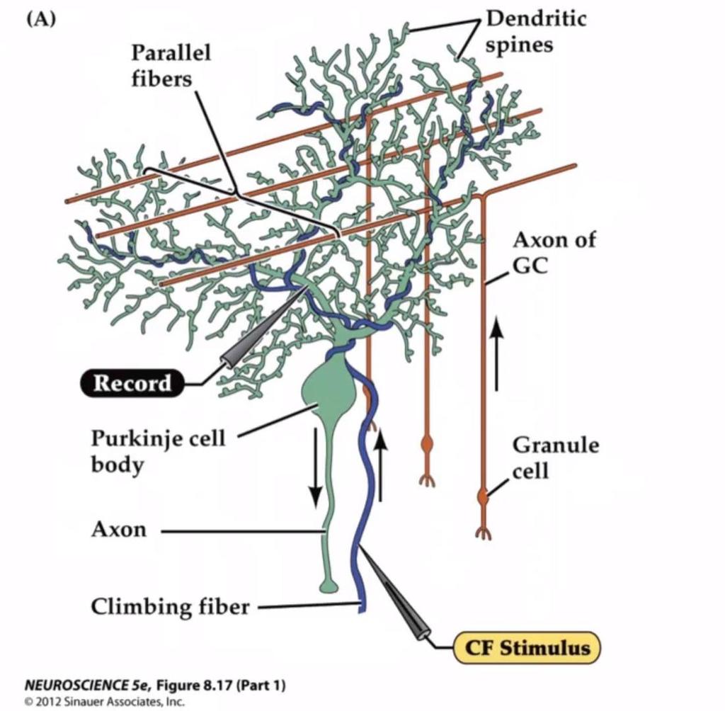 Cerebellar cortex Climbing fibers branch in the sagittal dimension to excite 10 or so Purkinje cells anterior and posterior to the branch