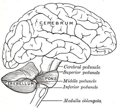 The Cerebellum Cerebellum (Latin, little brain)= little brain 10% total volume of the brain but more than half of all its neurons Arranged in a highly regular manner as repeating units but with input