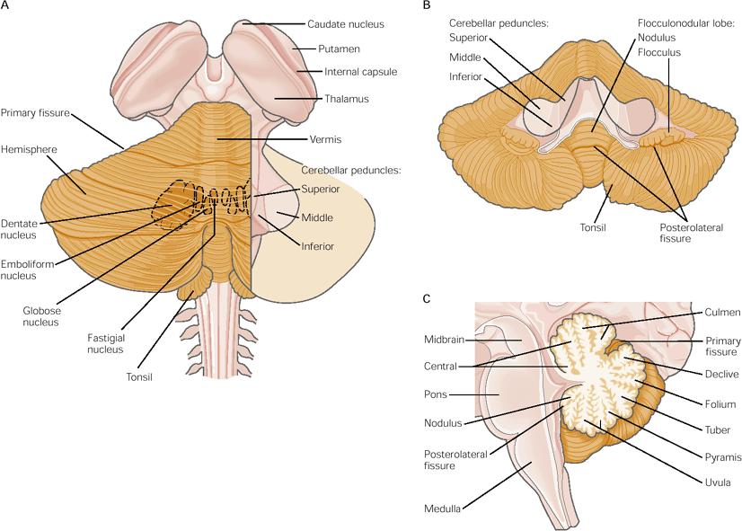General view Gross features of the cerebellum, including the nuclei, cerebellar peduncles, lobes, folia, and fissures. (Adapted from Nieuwenhuys et al. 1988) A. Dorsal view.