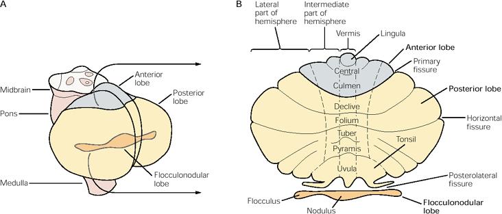 Cerebellar Functional Anatomy 1. Vestibulocerebellum (flocculo-nodular lobe)- lateral vestibular nuclei- Control of eye&head movements, postural maintenance 2.