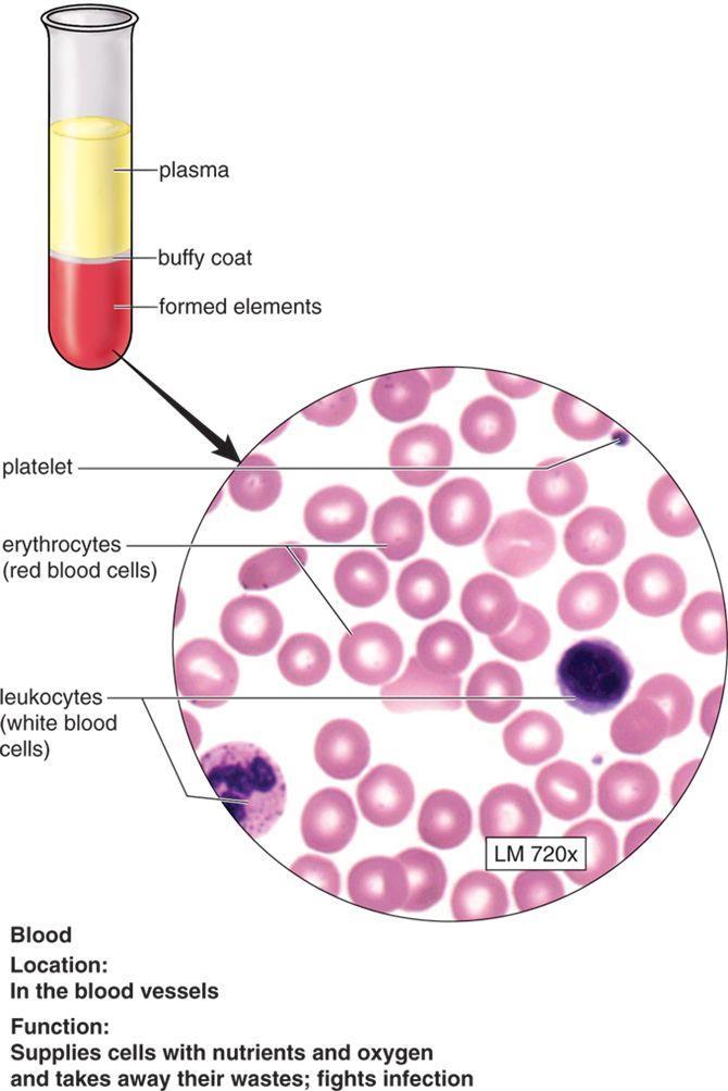 Blood Blood is a connective tissue composed of formed elements suspended in a piqued matrix called plasma. Rate of cell division is high.