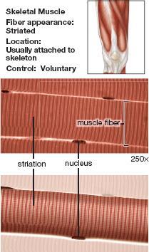 Skeletal Muscle Tissue Voluntary muscle. Attached by tendons to the bones of the skeleton or to the skin. Muscle shortens when skeletal muscle contracts causing body parts to move.