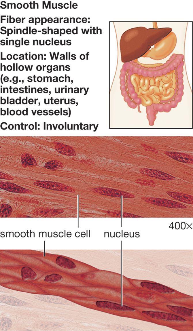 Smooth (visceral) Muscle Tissue Involuntary, contraction controlled by nervous system. The arrangement of actin and myosin does not give the appearance of crossstriations.