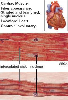 Cardiac Muscle Tissue Involuntary Found only in the walls of the heart. Striated, Single centrally placed nucleus.