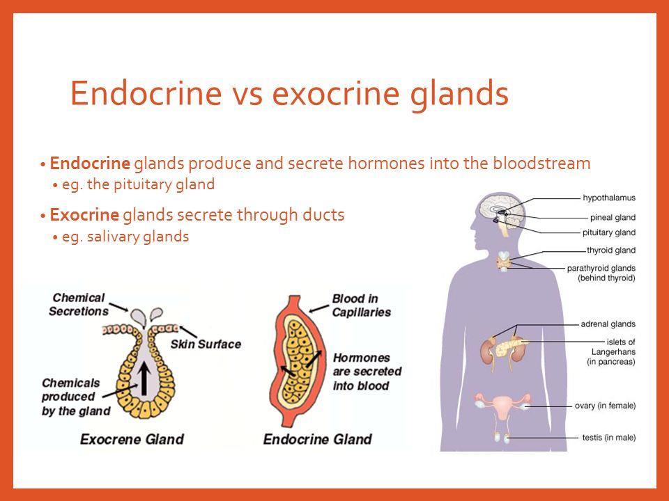 Composed primarily of epithelium. Secretions exit through exocytosis, mostly. Endocrine glands no longer have ducts.