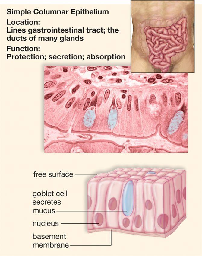 Simple Columnar Epithelium One layer of cells that are longer than they are wide. They form goblet cells that secrete mucous onto the free surface of the epithelium.