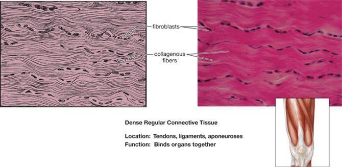 Dense Connective Tissue Dense connective tissue has a matrix produced by fibroblasts that contains thick bundles of collagen fibers.