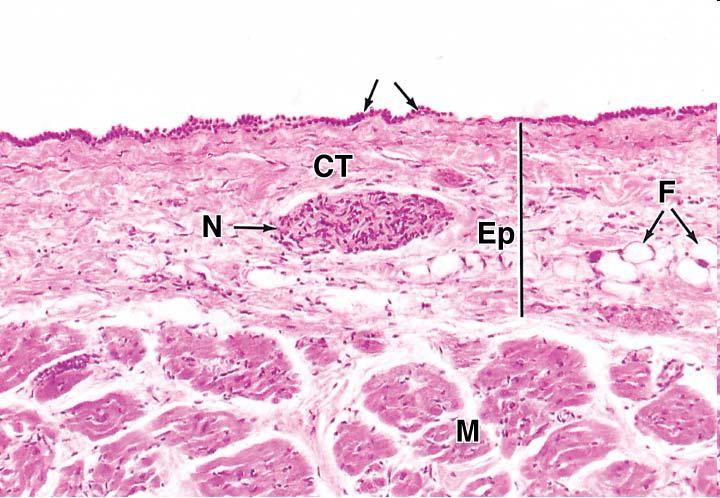 Myocardium Thickest, consist of cardiac muscle cells Arranged in layers: surround heart chambers complex spiral Ventricles thicker than atria