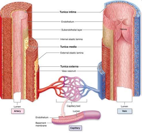 STRUCTURAL PALN OF BLOOD VESSELS 3 layers of vascular wall: Tunica intima One