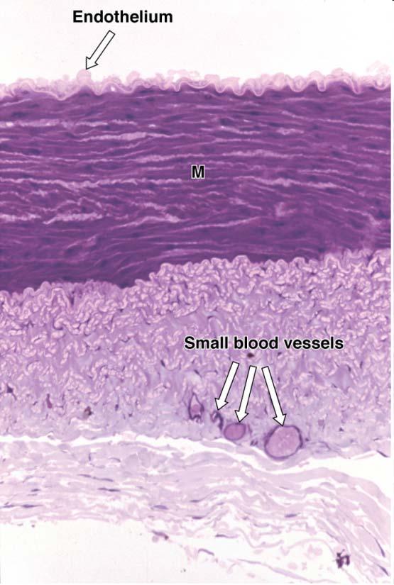 Muscular Arteries Control blood flow organs Intima: very thin subendothelial layer prominent internal elastic lamina Media: up to 40 layers of more prominent smooth muscle cells intermingled