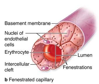 2.Fenestrated capillaries: allow more extensive molecular exchange