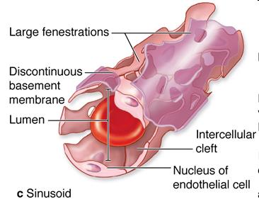 3. Sinusoid (Discontinuous) capillaries : permit maximal exchange endothelial