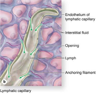 LYMPHATIC VASCULAR SYSTEM Collect excess interstitial fluid from tissue space return to blood Fluid: lymph Flow in only one direction: toward the heart Lymphatic capillaries originate in various