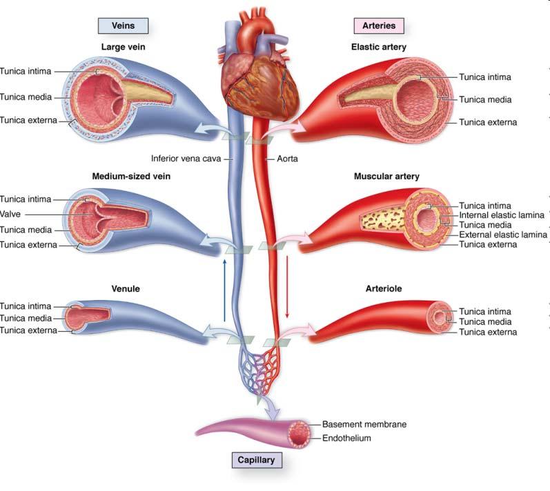 Circulatory system: blood & lymphatic vascular systems Blood vascular system: composed heart : pump blood arteries: efferent vessels, carry