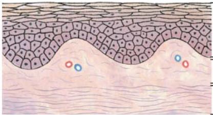 Unit 4 The Integumentary System I. Classification of Body Membranes A. Epithelial Membranes (3) 1.