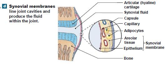 Synovial Membrane > Surrounds joints > Provides