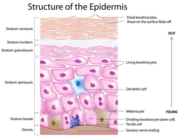 ; 1. Epidermis cont'd Production of Melanin > by Melanocytes found in S. Germinativum > What happens when skin is exposed to sunlight?