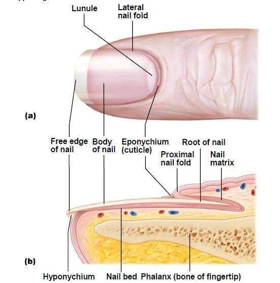 (dead tissue) is mainly above skin Arrector Pili Muscle > Connects