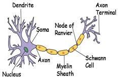 nerve fibers