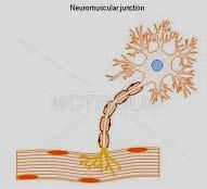 1 somatic motor nerve ending (motor end plate) (neuromuscular junction) ---distribution: