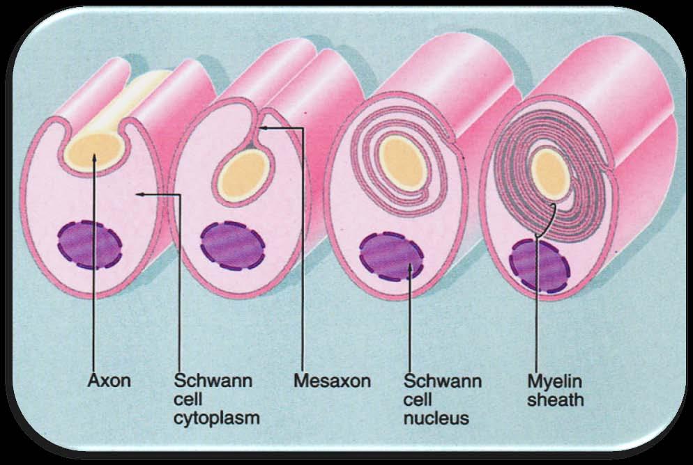 ---- how to form myelin sheath?