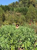 Figure 2. Asheville Grower Kelly Lockamy with Ashwagandha, Cedar Springs Farm, Candler, NC.