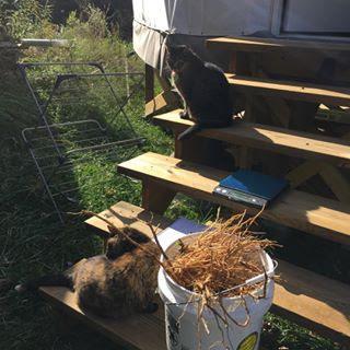 Figure 10. Helper kitties monitor harvest and data collection. Source: Gwen Casebeer 2017. Figure 11. Ashwagandha roots at harvest. October 2017.
