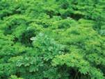 angustifolia & Holy Basil 22 Woods
