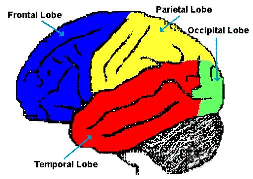 Occipital lobe Parietal lobe Primary visual area (V1) Receives information from Sensations of pain, temperature, touch, pressure the eye Most investigated area of
