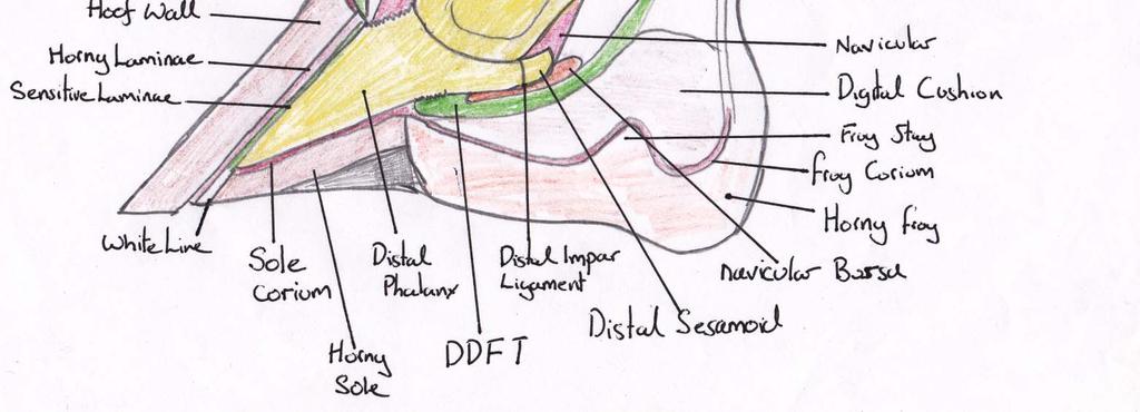 Sagittal Section