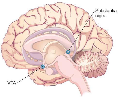 OpenStax-CNX module: m55756 10 Figure 9: The substantia nigra and ventral tegmental area (VTA) are located in the midbrain.