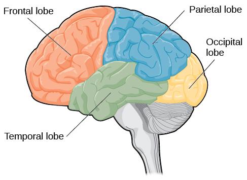 OpenStax-CNX module: m55756 5 Figure 4: The lobes of the brain are shown. People who suer damage to Broca's area have great diculty producing language of any form (Figure 4).