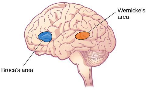 OpenStax-CNX module: m55756 7 area responsible for processing auditory information, is located within the temporal lobe. Wernicke's area, important for speech comprehension, is also located here.