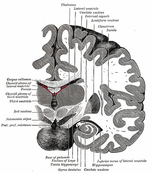 Structure Connections The anterior part of the insula is subdivided by shallow sulci into three or four short gyri.