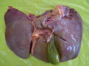 teres, elongated gallbladder Caudate lobe is a prominent liver lobe at the visceral surface of the liver; its shape was determined in the 24 cadaveric specimens as follows: bicornuate in 7 (29.
