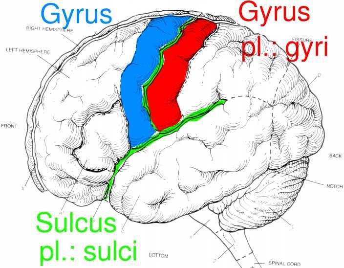 Gross Anatomy: Main Features Major Nuclei Left: hippocampus (purple), amygdala (red); Middle: thalamus (purple) Gyrus (pl.