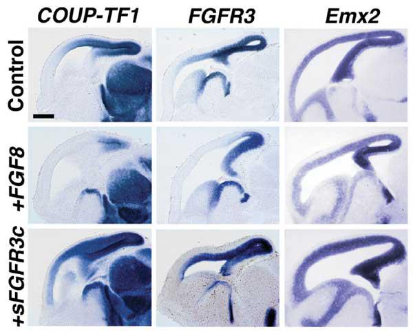 FGF8 regulates Emx2 gradient? COUP-TF1: TF important in area patterning; FGFR3 WT receptor. IUEP FGF8 into Ant.